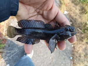Black Goby