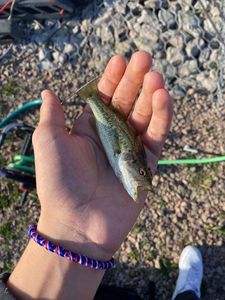 Largemouth Bass