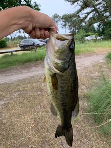 Smallmouth Bass
