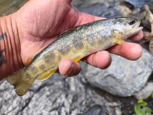 Brown Trout
