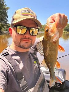 Yellow Perch