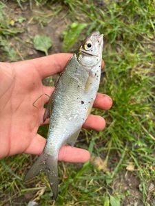 Common Bream