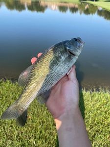 Smallmouth Bass