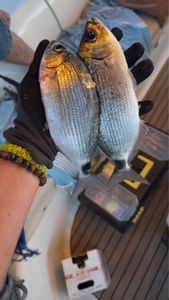 Saddled Seabream