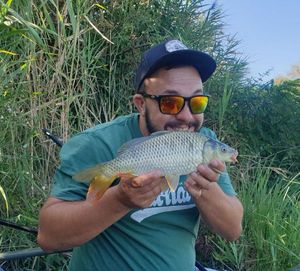 Common Carp