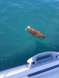 Ballan Wrasse