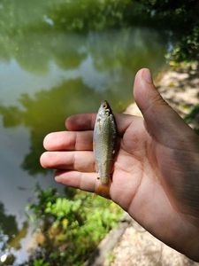 Roach