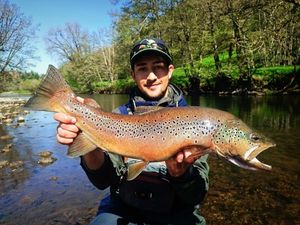 Brown Trout