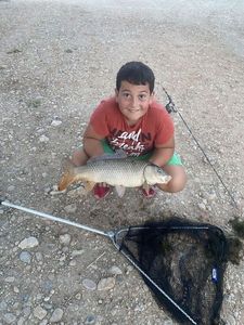 Common Carp