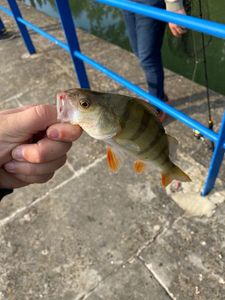 European Perch