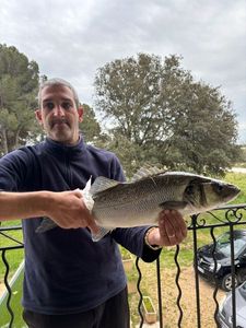 European Bass (Seabass)