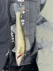 Zander