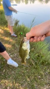 Largemouth Bass