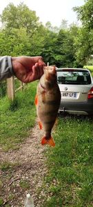 European Perch