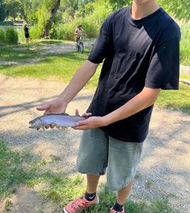 Rainbow Trout