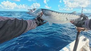 Great Barracuda