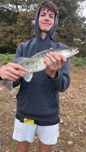 Zander