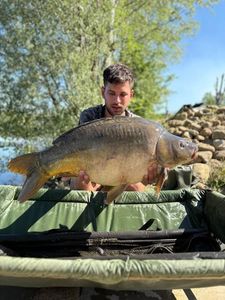 Mirror Carp