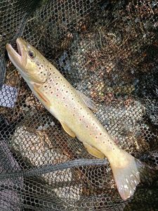 Brown Trout