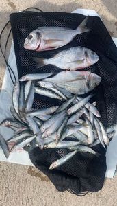 Gilthead Seabream