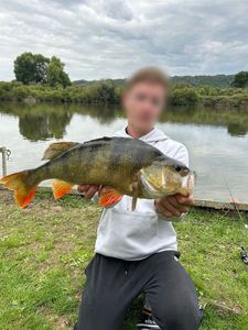 European Perch