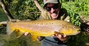 Brown Trout