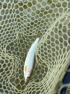 Grayling