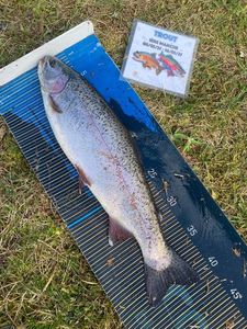 Rainbow Trout