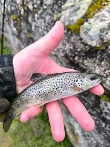 Brown Trout