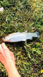 Rainbow Trout