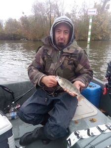 European Perch