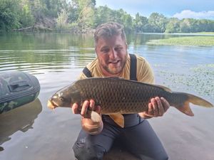 Common Carp