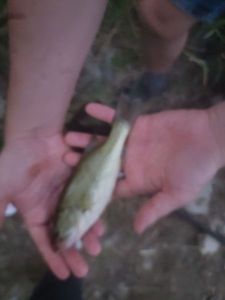 Largemouth Bass