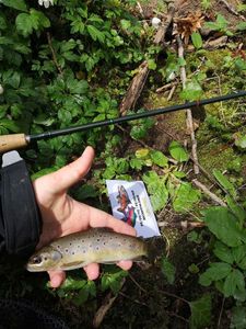 Brown Trout