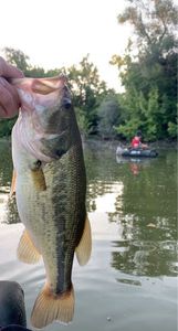 Largemouth Bass