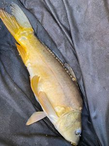 Mirror Carp