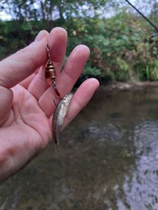 Common Minnow