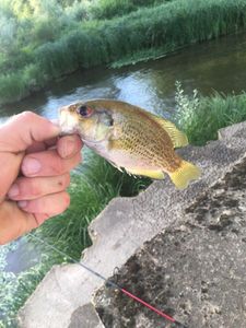 Smallmouth Bass