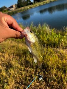 Smallmouth Bass