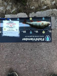 European Perch