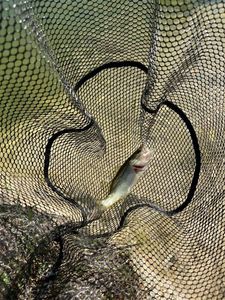 Largemouth Bass