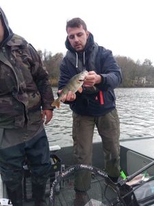 European Perch