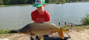 Common Carp