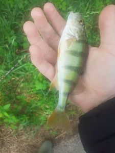 European Perch