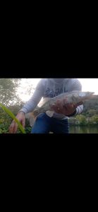 Zander