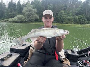 Zander