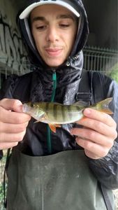 European Perch