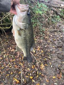 Largemouth Bass