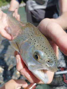 Brown Trout