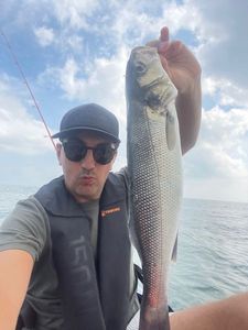 European Bass (Seabass)